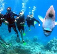 Jew Shoal Dive Site - Foster Accommodation