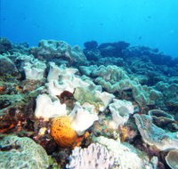 Mudjimba Old Woman Island Dive Site - Foster Accommodation