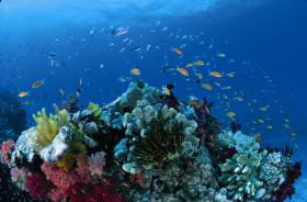 Southern Small Detached Reef Dive Site - Foster Accommodation 0