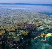 Split Bommie Dive Site - Foster Accommodation
