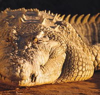 Koorana Crocodile Farm - Foster Accommodation