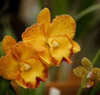 Queens Park - Orchid House - Foster Accommodation