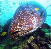 Lady Musgrave Island Dive Sites - Foster Accommodation