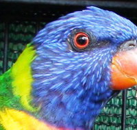 Fraser Coast Wildlife Sanctuary - Foster Accommodation