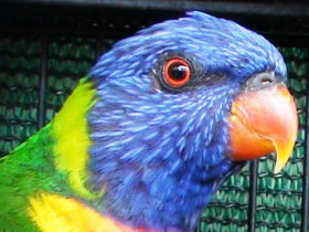 Fraser Coast Wildlife Sanctuary - Foster Accommodation 0