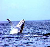 Whale Watching - Foster Accommodation