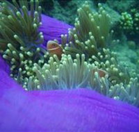 The Lady Bowen Dive Site - Foster Accommodation