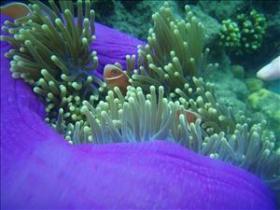 The Lady Bowen Dive Site - Foster Accommodation 0