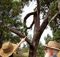 Charleville - Outback Native Timber Walk - Foster Accommodation
