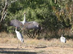 Bulloo River Walk - Foster Accommodation 0