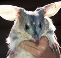 Charleville - Bilby Experience - Foster Accommodation