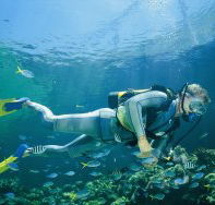 Manta Ray Bommie Dive Site - Foster Accommodation