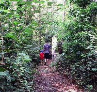 Malanda Falls Rainforest Walk Malanda Falls Conservation Park