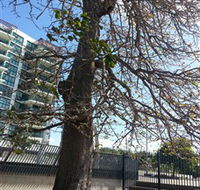 The Leichhardt Tree - Foster Accommodation