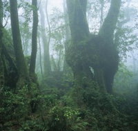 West Canungra Creek Circuit - Foster Accommodation