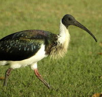 Toowoomba Bicentennial Waterbird Habitat - Foster Accommodation