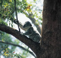 Daisy Hill Conservation Park - Foster Accommodation