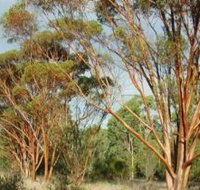 Myall Park Botanic Garden - Foster Accommodation