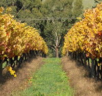 Wild Dog Winery  Restaurant - Foster Accommodation