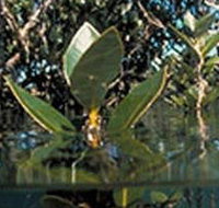 Jawbone Marine Sanctuary - Foster Accommodation