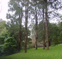 Mount Dandenong Arboretum - Foster Accommodation
