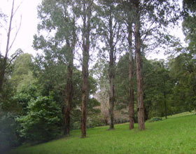 Mount Dandenong Arboretum - Foster Accommodation 0