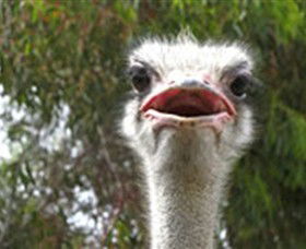 The Vault - Hastings Ostrich Farms & Crown Exotic Leather - Foster Accommodation 0