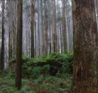 Kinglake National Park - Foster Accommodation
