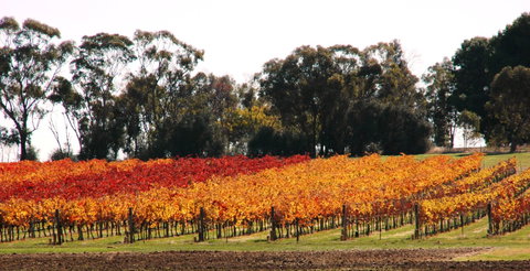 Stanton And Killeen Wines - Foster Accommodation 2