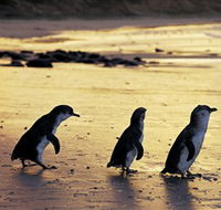 Phillip Island Nature Park - Foster Accommodation