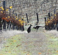 Blue Pyrenees Estate - Foster Accommodation