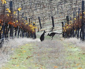 Blue Pyrenees Estate - Foster Accommodation 0