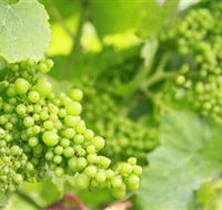 Waratah Hills Vineyard - Foster Accommodation