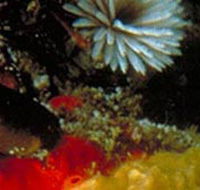 Point Cooke Marine Sanctuary - Foster Accommodation