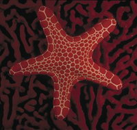 Port Phillip Heads Marine National Park - Foster Accommodation