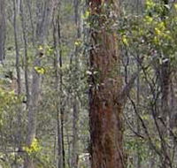 Heathcote-Graytown National Park - Foster Accommodation