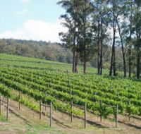 Piedmont Vineyard - Foster Accommodation