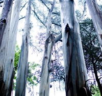 Dandenong Ranges National Park - Foster Accommodation
