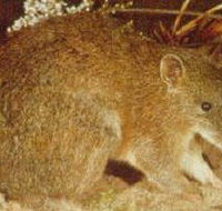 The Pines Flora and Fauna Reserve - Foster Accommodation