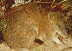 The Pines Flora And Fauna Reserve - Foster Accommodation 0