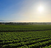 GREENSTONE VINEYARDS - Foster Accommodation