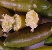 Sandy Creek Olives and Finger Limes - Foster Accommodation