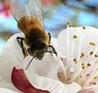 Clayridge Honey - Foster Accommodation