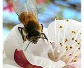 Clayridge Honey - Foster Accommodation 0