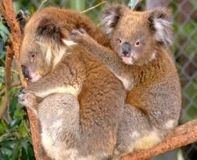 Shoalhaven Zoo - Foster Accommodation 0