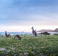 Pebbly Beach - Foster Accommodation