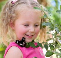 Coffs Harbour Butterfly House - Foster Accommodation