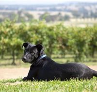 Moothi Estate Vineyard and Cellar Door - Foster Accommodation