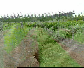 Lake George Winery - Foster Accommodation 1