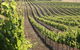 Kilikanoon Wines Cellar Door - thumb 1